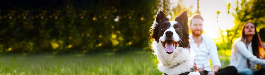 PetCover Australia border collie dog insurance — Twoconnect offshore staffing case study