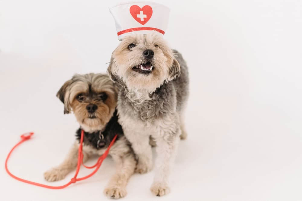 cute-healthy-yorkshire-terrier-with-nurse-cap-and-stethoscope