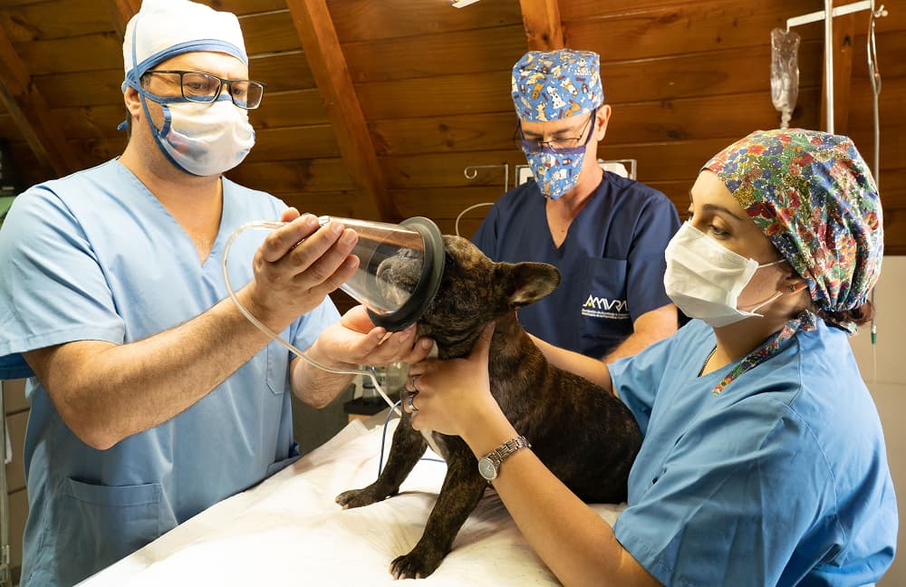Where the Clinical Line Sits for Offshoring Pet Care and Animal Health Support